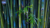 bamboo-1366x768