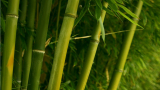 bamboo_forest-1366x768