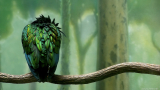 bird-wallpaper-1366x768-008