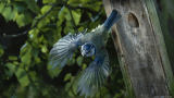 bird-wallpaper-1366x768-010